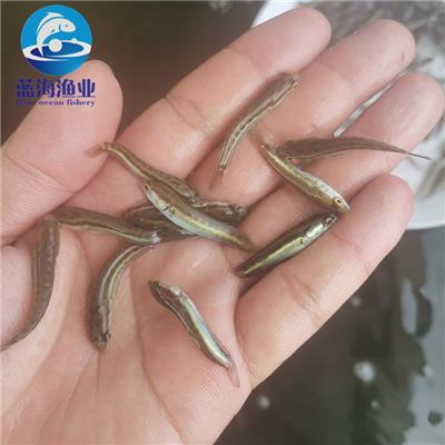 鱼类养殖技术 科学管理与可持续发展