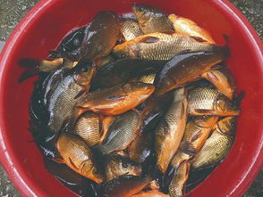 活化一条鱼 致富一方人——连南县水产技术推广站助力鱼类养殖技术发展