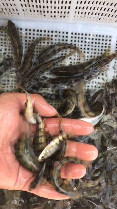 携手共拓生态养殖新蓝海 溪石斑鱼（光唇鱼）养殖与水质改良剂研发合作邀约