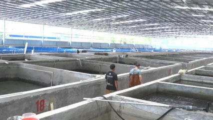 梧州市陆基设施化养殖蓬勃发展，建成圆池超680个引领渔业升级