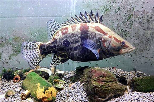 鳜鱼养殖 2020年市场价格、养殖前景、技术革新与水质管理