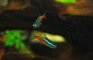 霓虹灯鱼养殖全攻略 从新手到高手的实用技巧