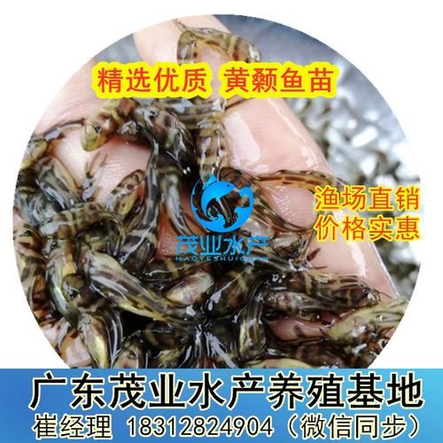 茂业水产 引领广东黄颡鱼苗养殖与水质改良剂研发一体化发展