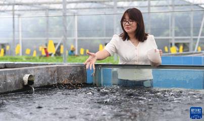 三位香港青年的蔬菜梦工厂 水质改良剂的研发之路