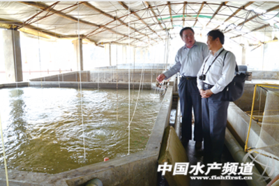 河豚鱼产业调研报告（上） 聚焦水质改良剂研发，探寻产业健康发展的关键